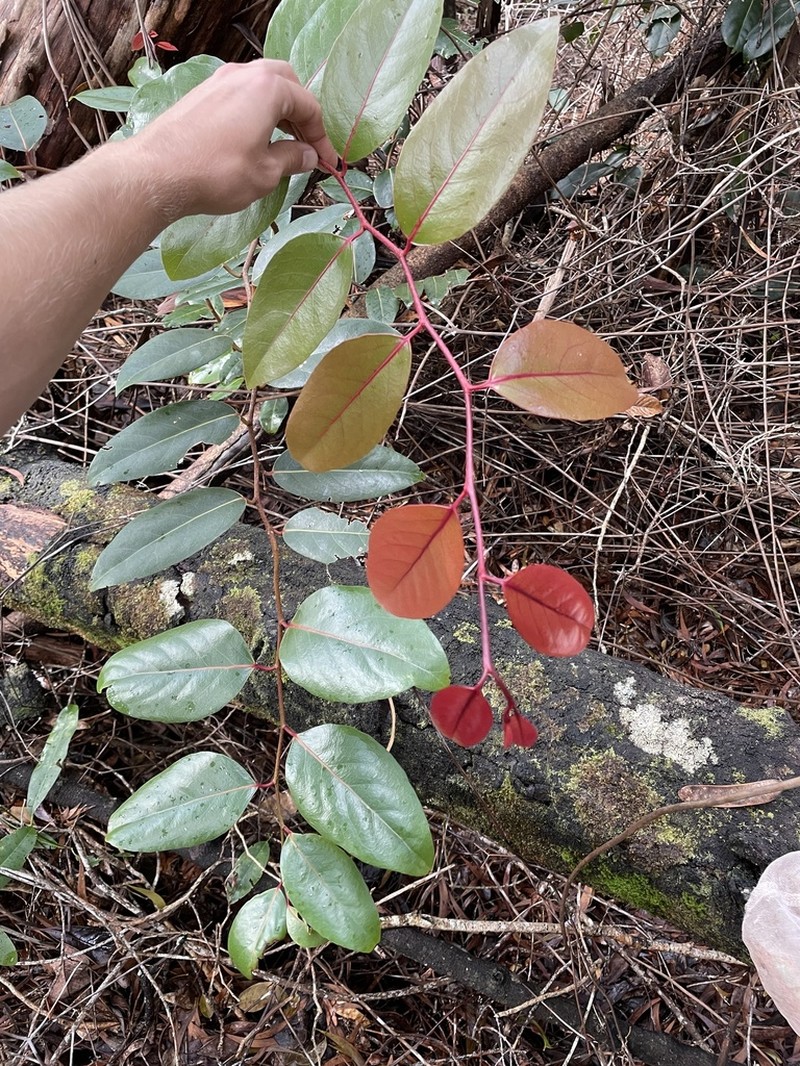 Xylosma hawaiensis photo 7