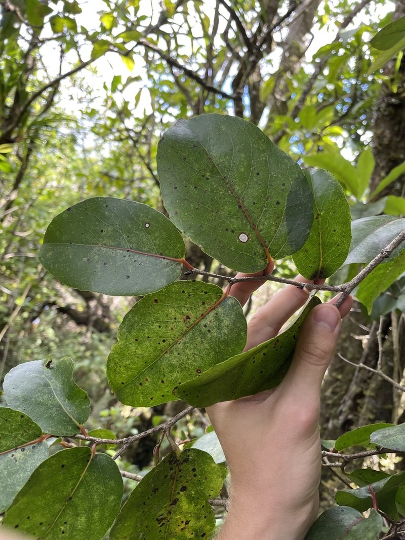 Xylosma hawaiensis photo 8