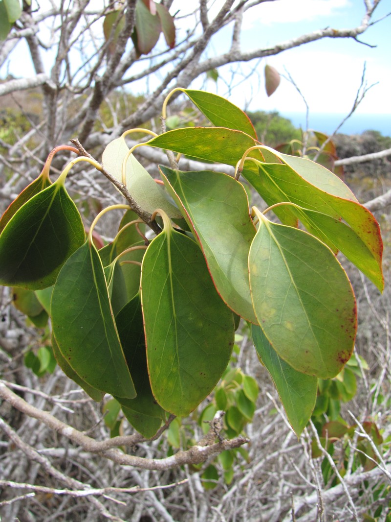 Hawai'I Brushholly photo 2