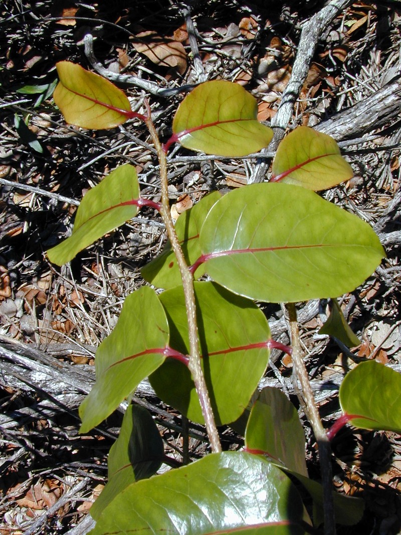 Hawai'I Brushholly photo 3