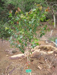 Hawai'I Brushholly