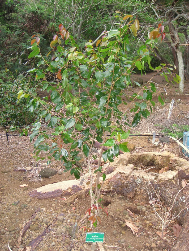 Hawai'I Brushholly photo 4