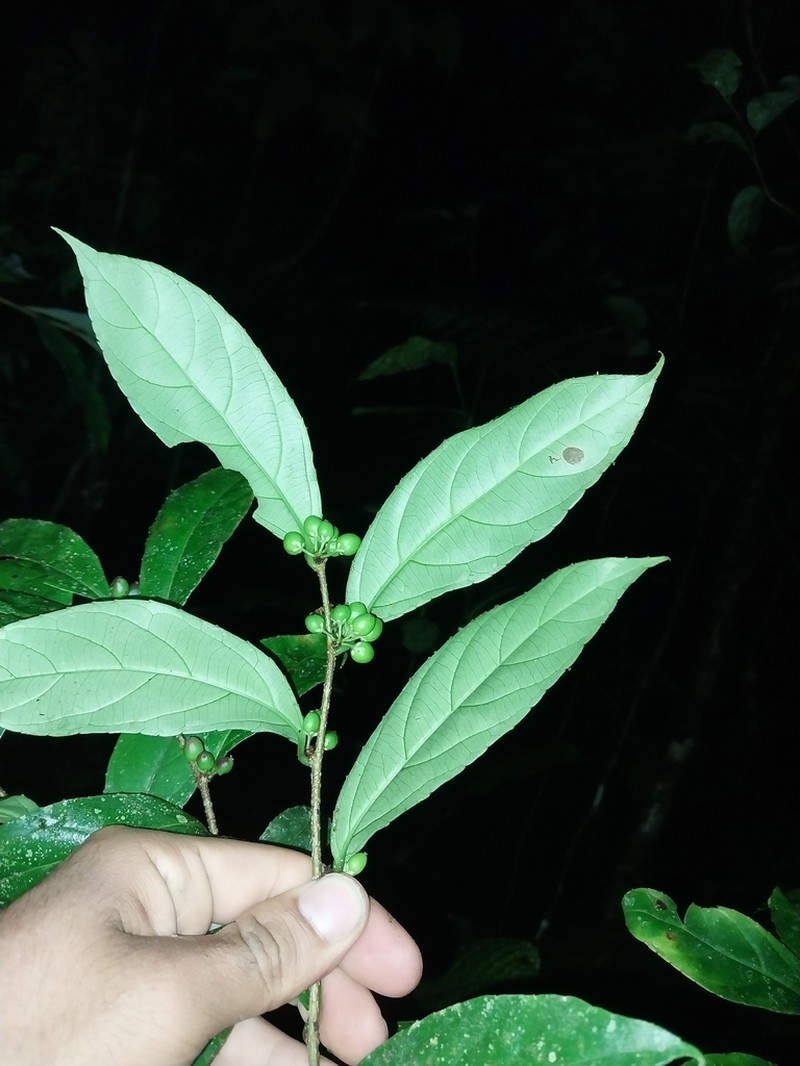 Xylosma hispidula photo 3