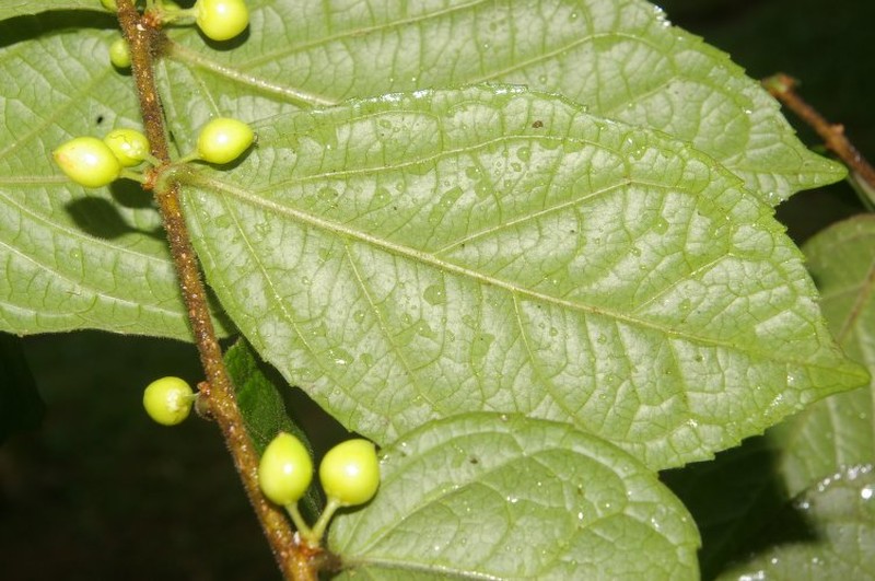 Xylosma hispidula photo 5