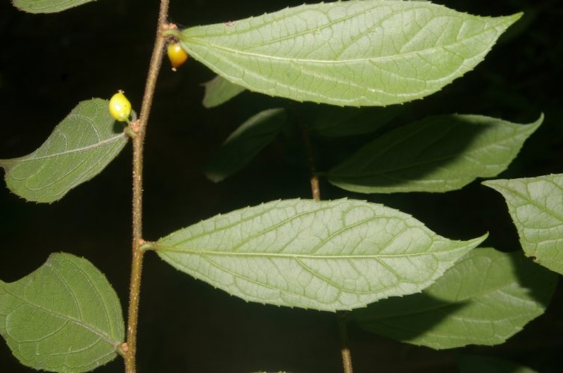 Xylosma hispidula photo 6