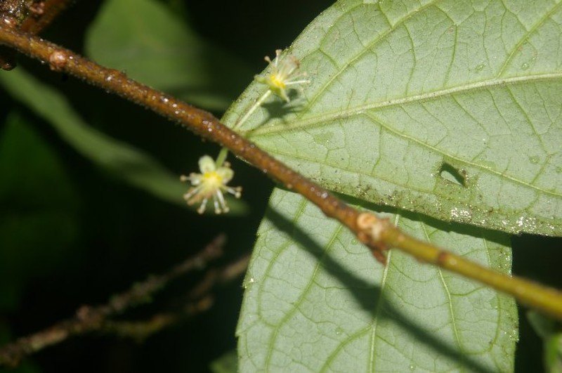 Xylosma hispidula photo 7