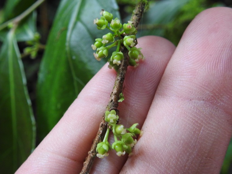 Xylosma hispidula