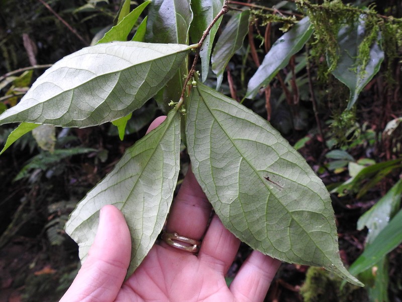 Xylosma hispidula photo 8