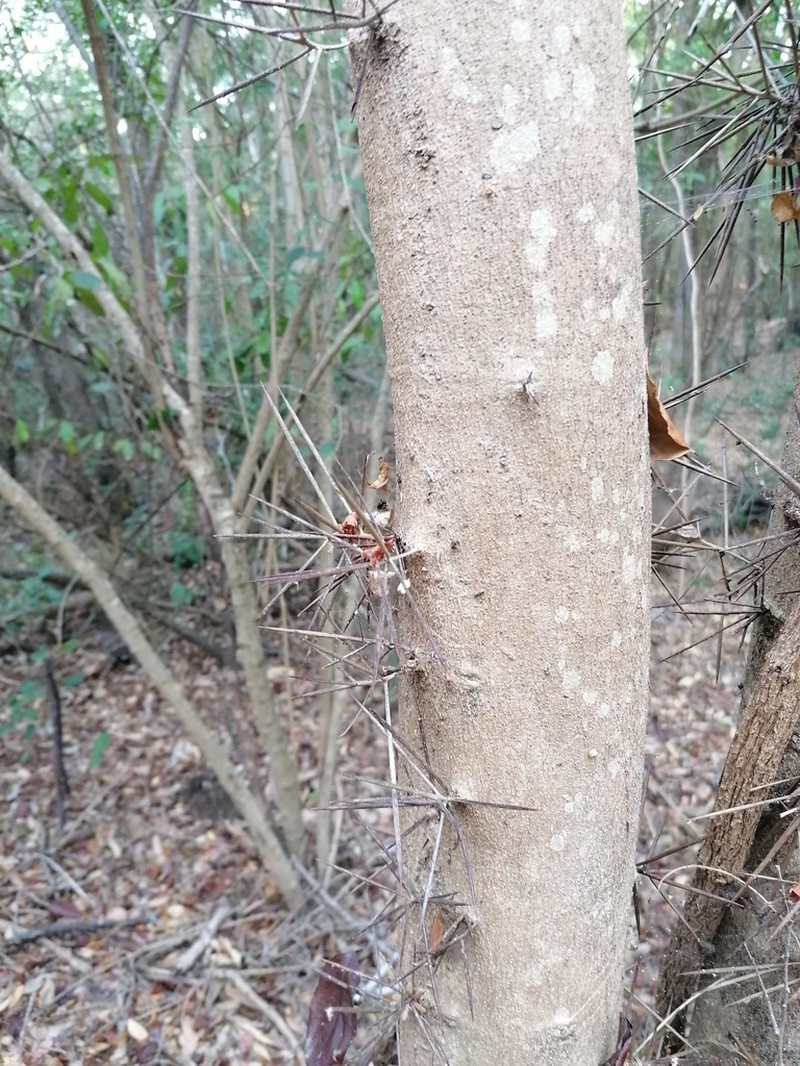Xylosma horrida photo 2