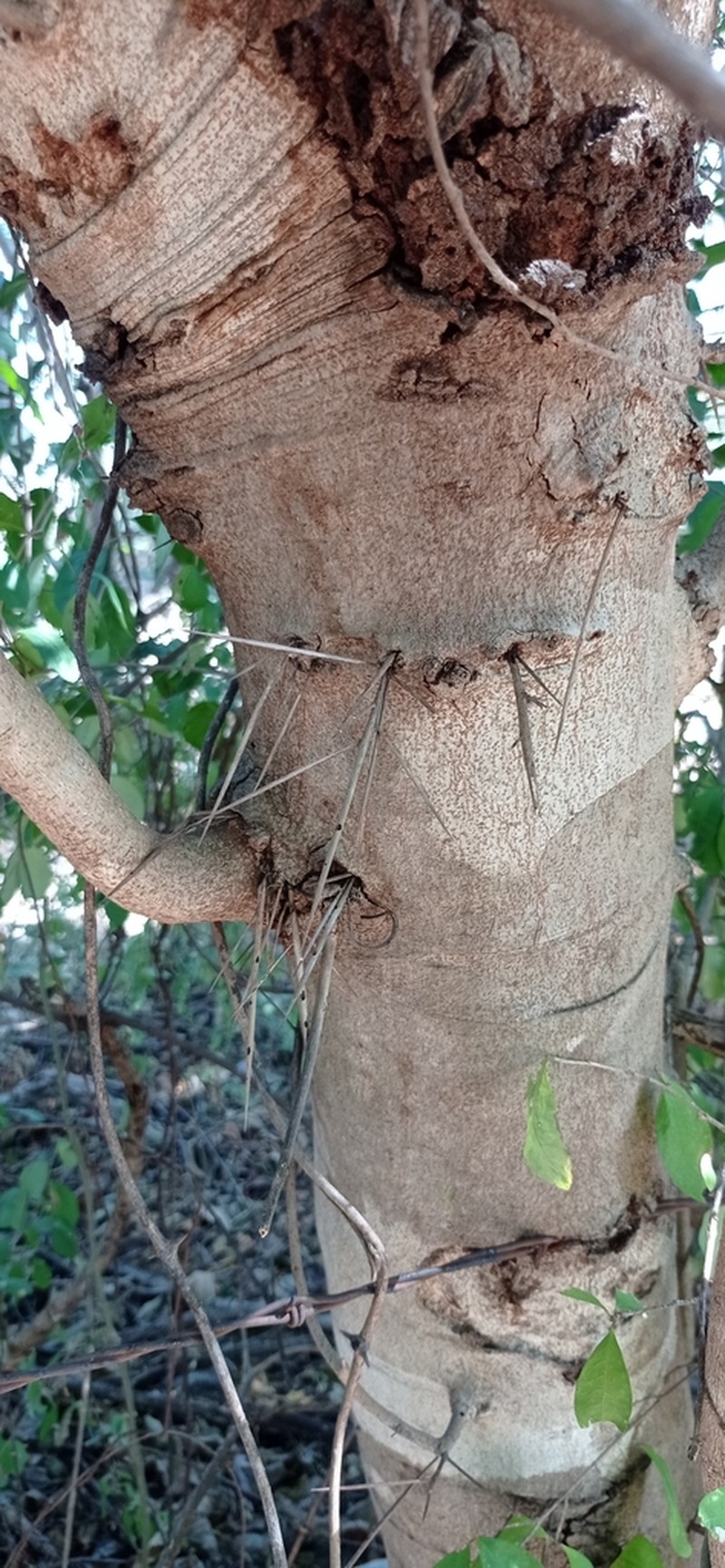 Xylosma horrida photo 3