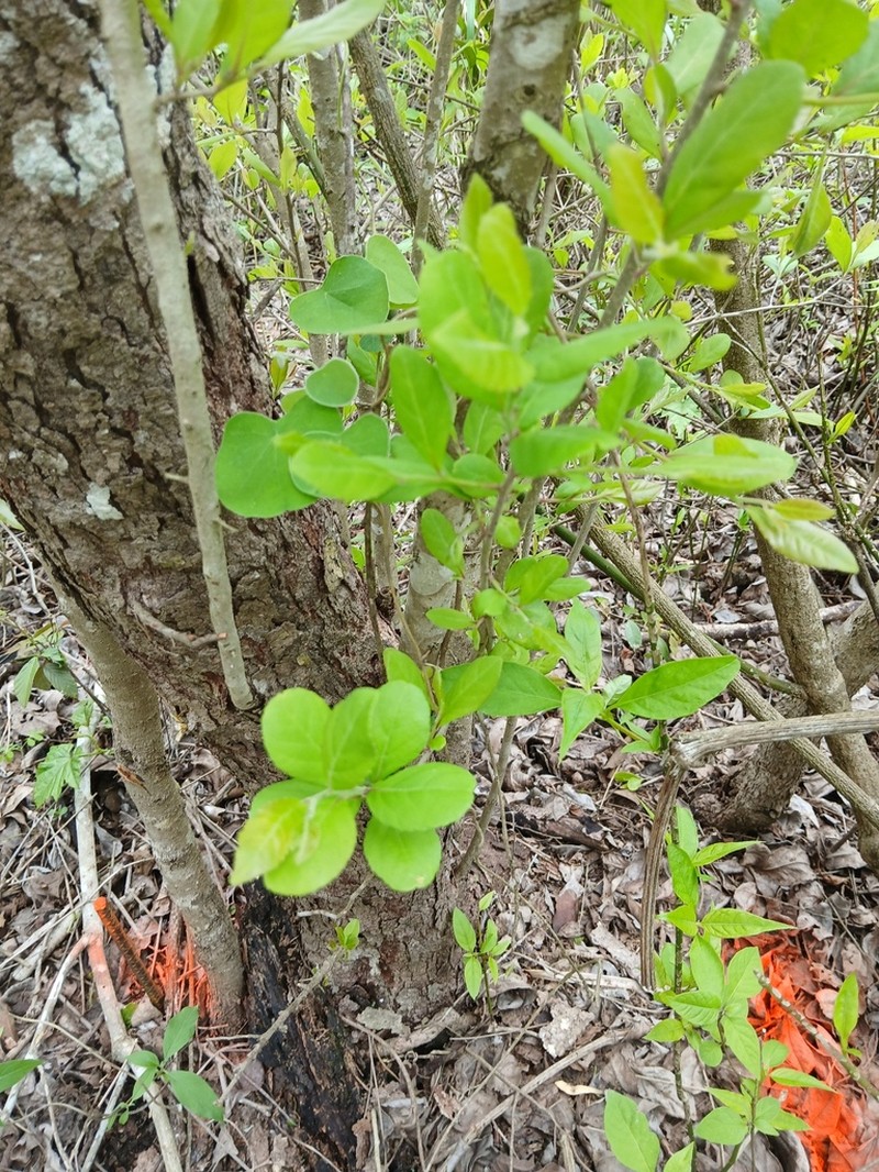 Xylosma horrida photo 4