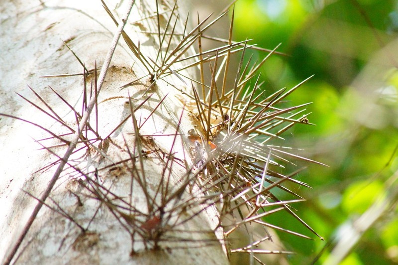 Xylosma horrida photo 6