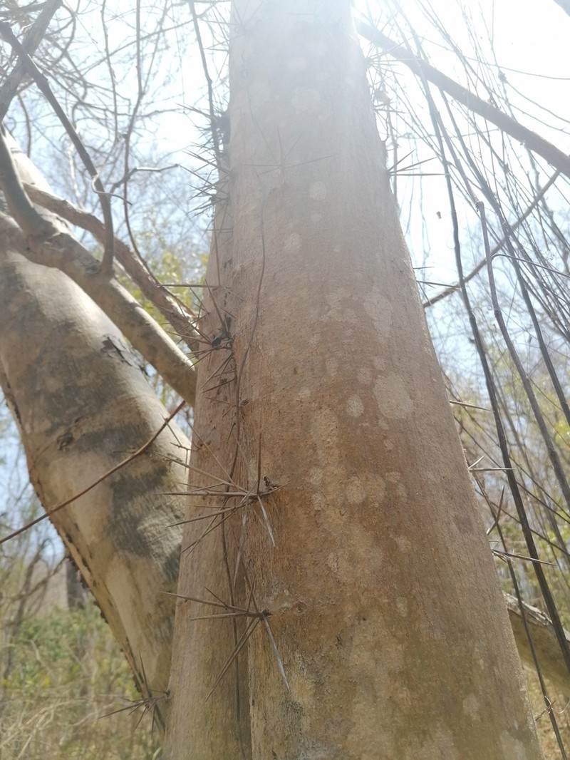 Xylosma horrida photo 7