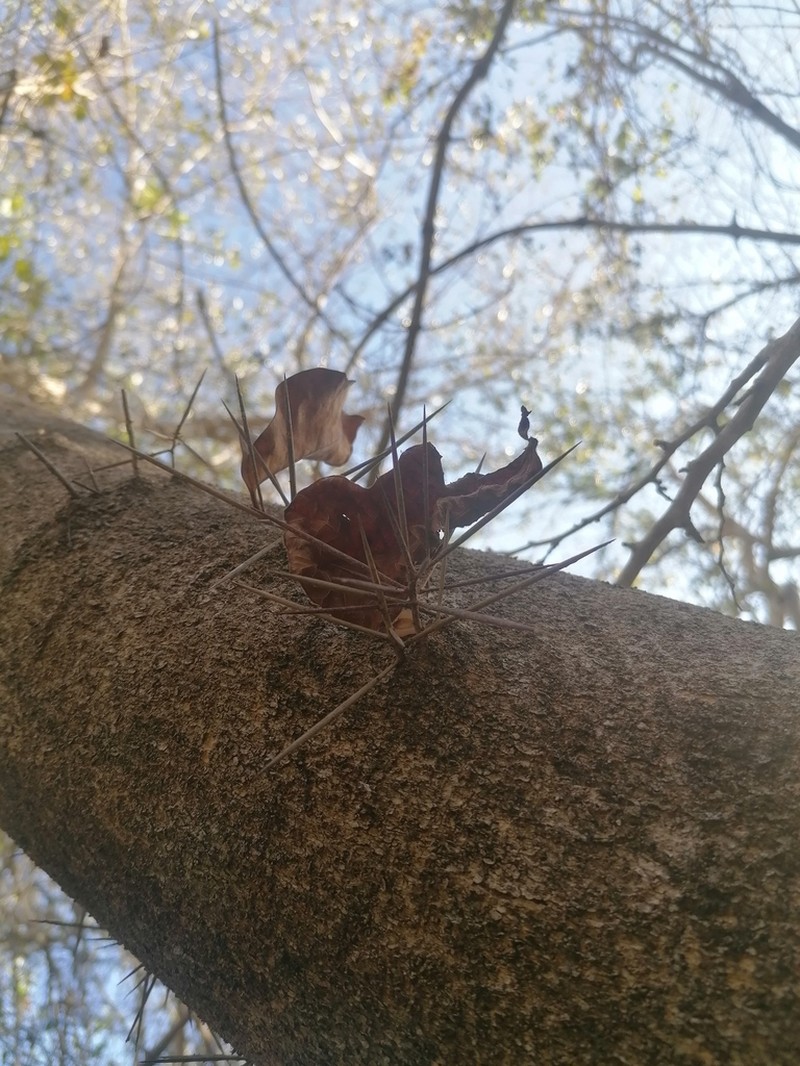 Xylosma horrida photo 8