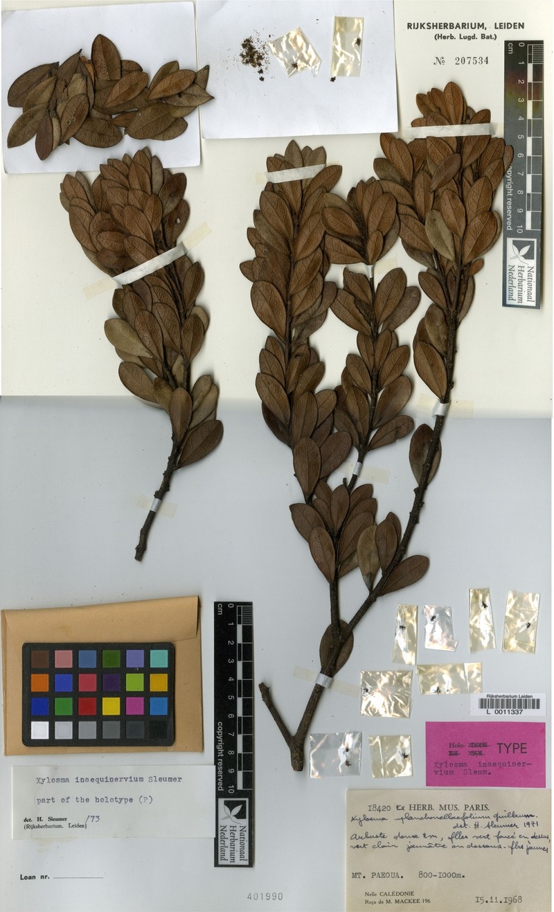 Xylosma inaequinervia