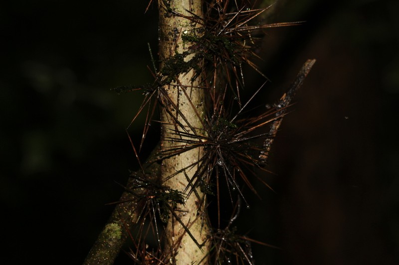 Xylosma intermedia photo 2