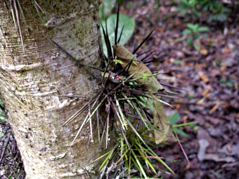 Xylosma intermedia photo 3