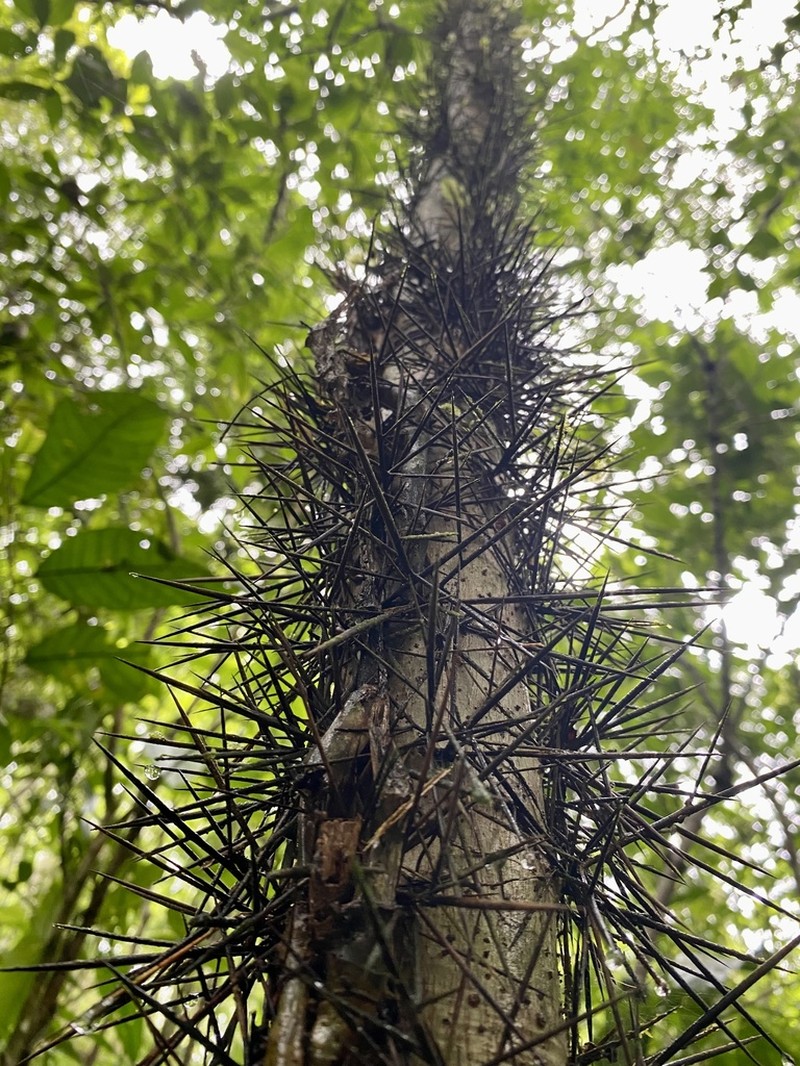 Xylosma intermedia photo 4