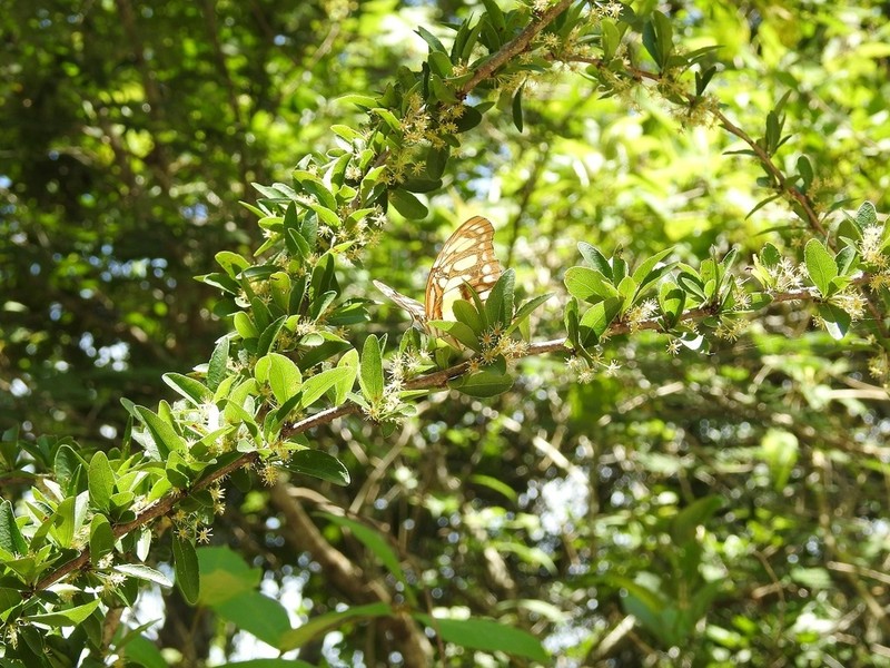 Xylosma intermedia photo 5