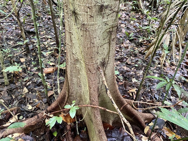 Xylosma intermedia photo 6
