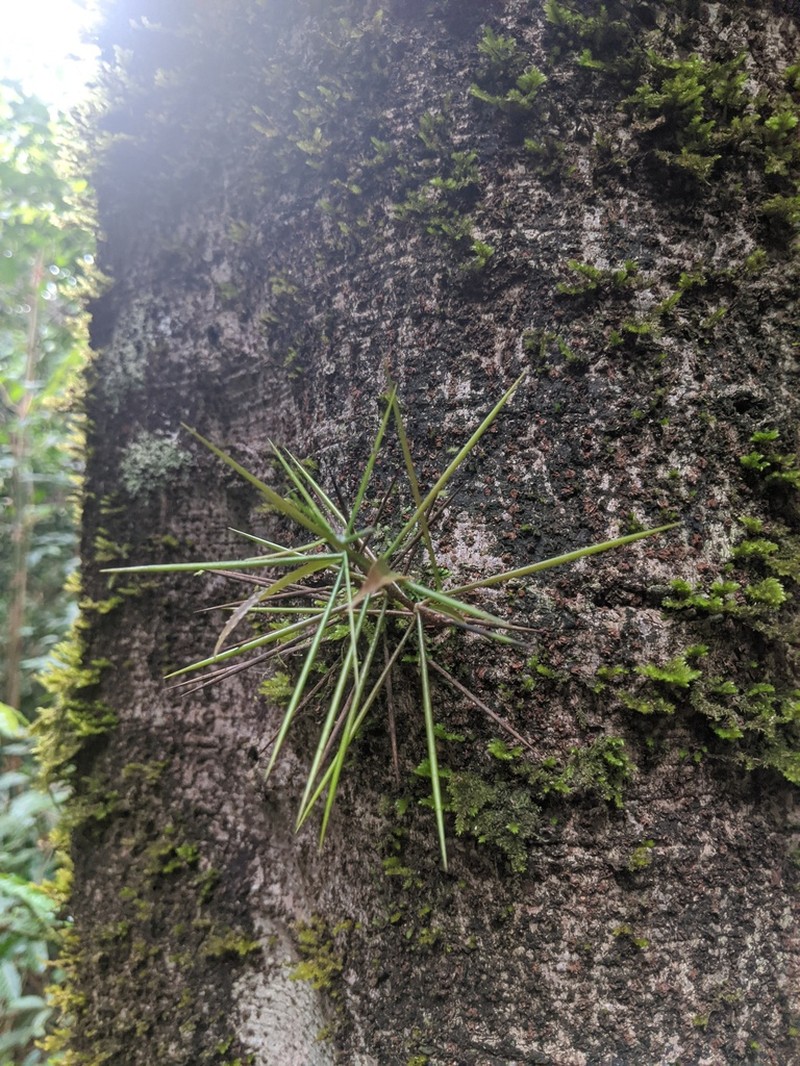 Xylosma intermedia photo 7