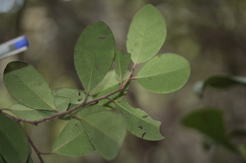 Xylosma kaalaensis