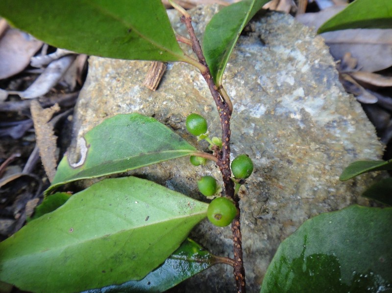 Xylosma koghiensis