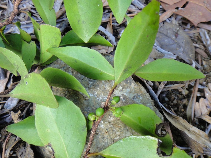 Xylosma koghiensis photo 2