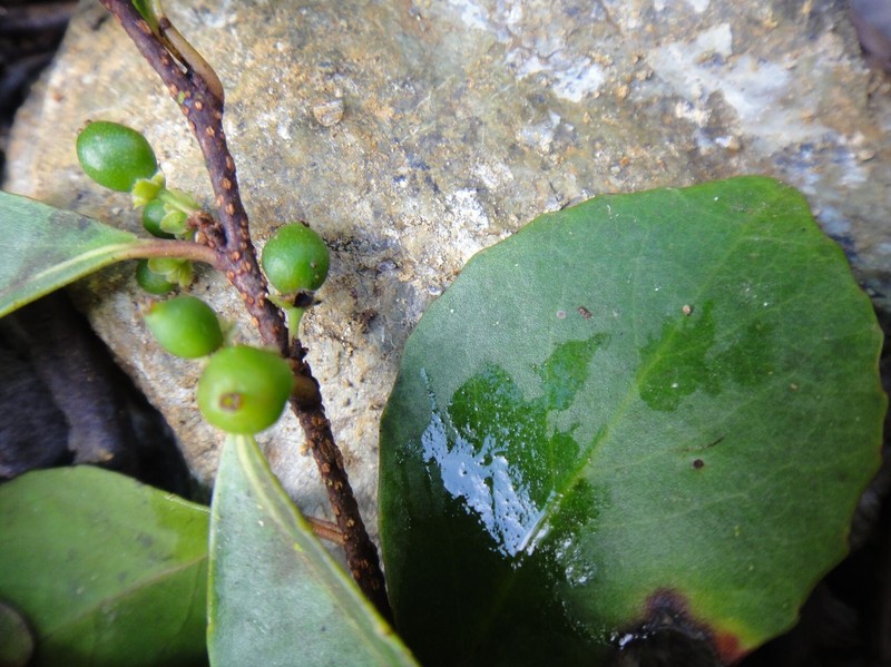Xylosma koghiensis photo 3