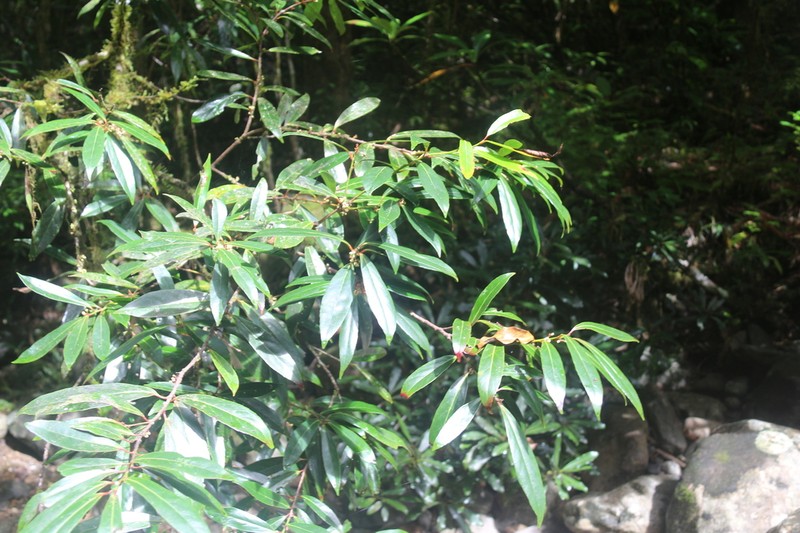 Xylosma lancifolia