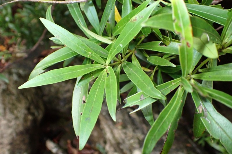 Xylosma lancifolia photo 2