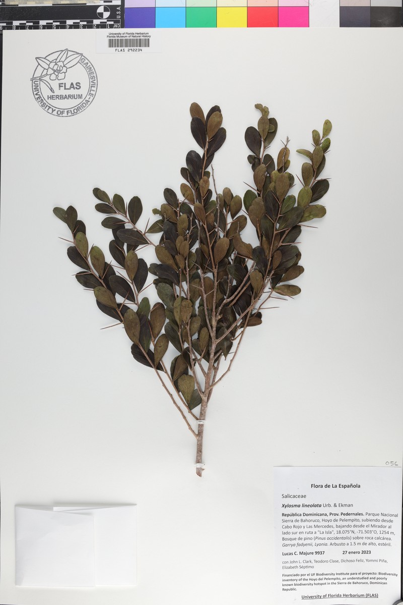Xylosma lineolata