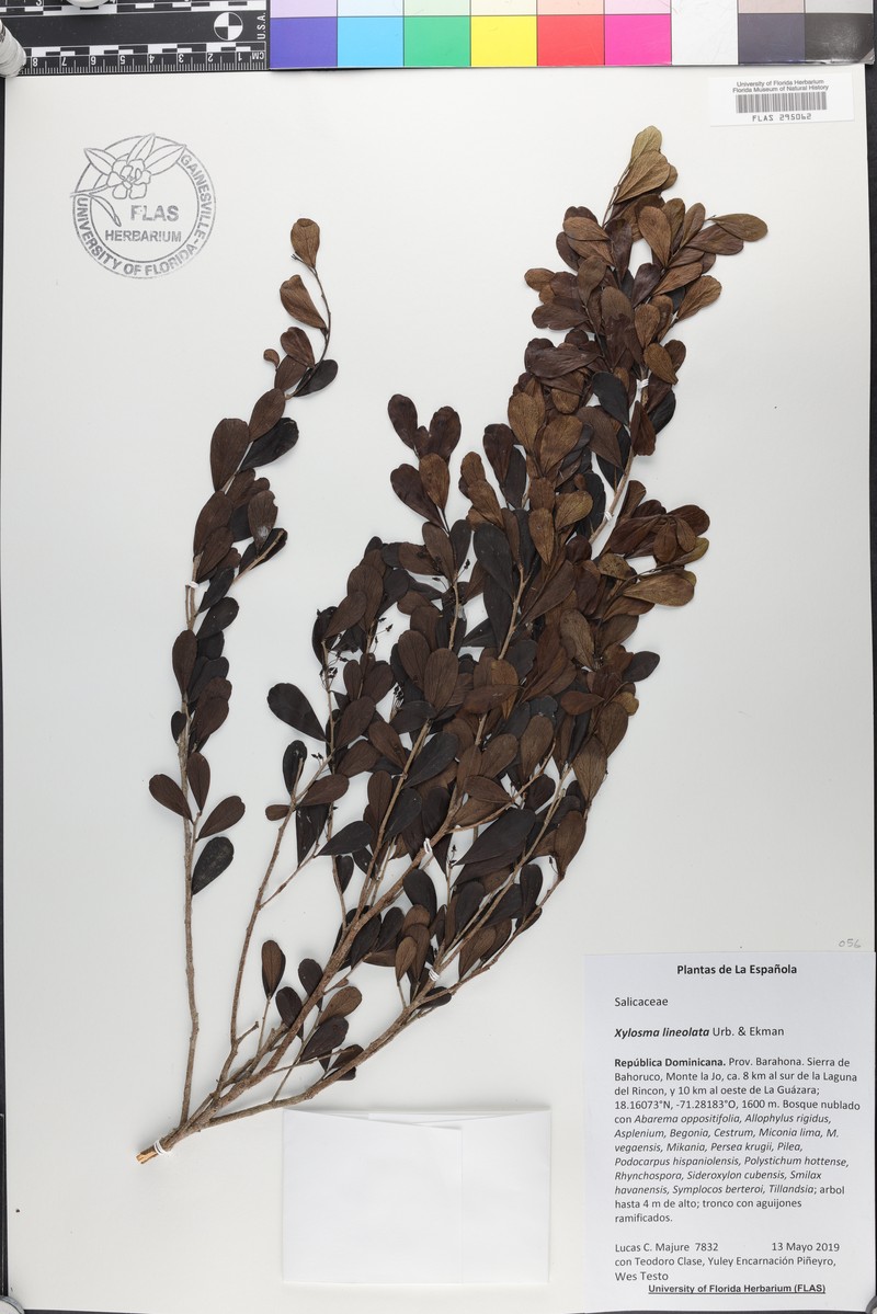 Xylosma lineolata photo 2