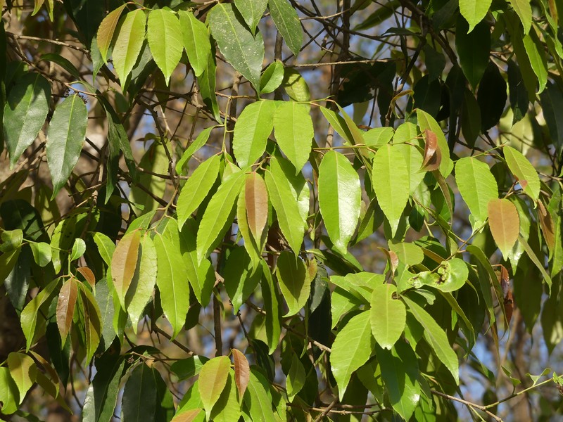 Xylosma longifolia