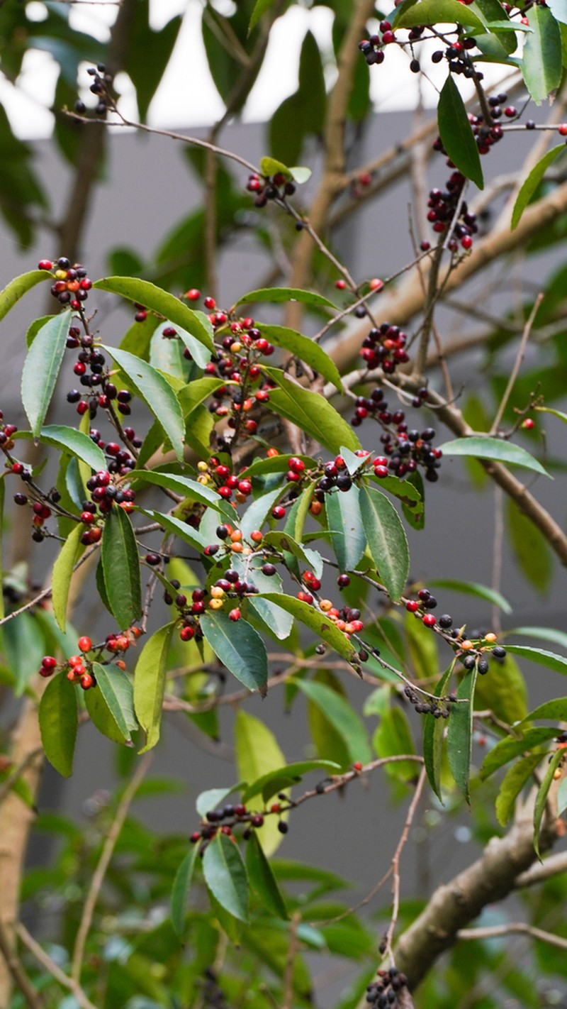 Xylosma longifolia photo 2