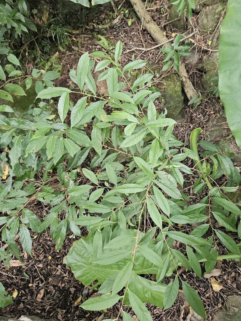 Xylosma longifolia photo 3