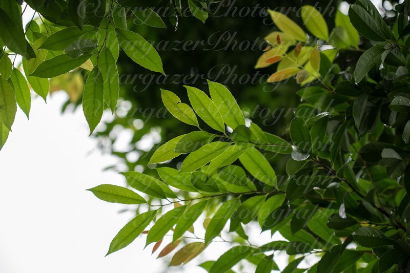 Xylosma longifolia photo 4