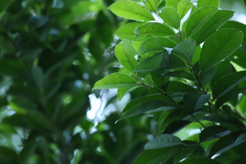 Xylosma longifolia photo 5