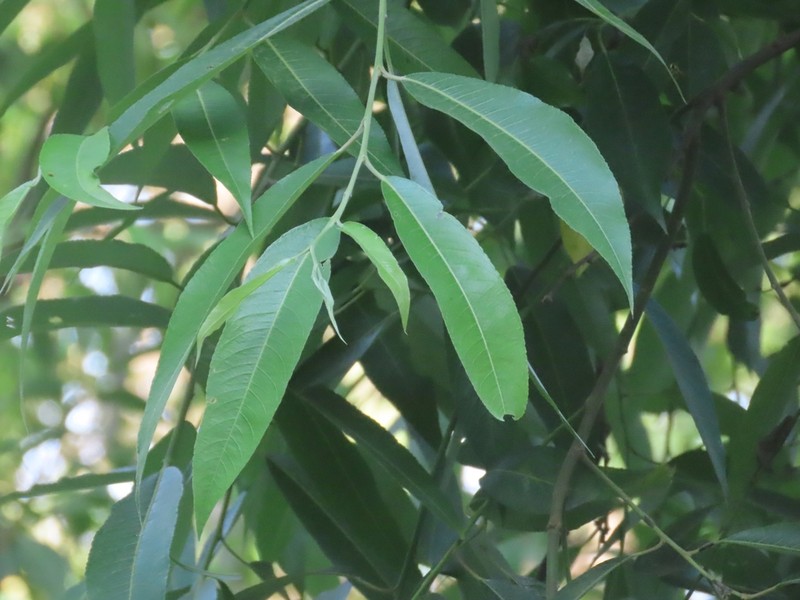 Xylosma longifolia photo 6