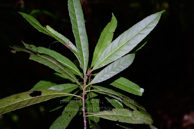 Xylosma longifolia photo 7
