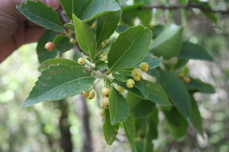 Xylosma longipedicellata