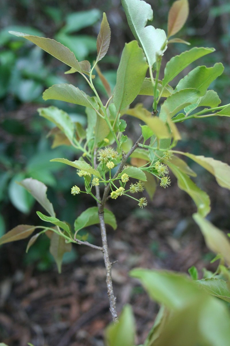 Xylosma longipedicellata photo 2