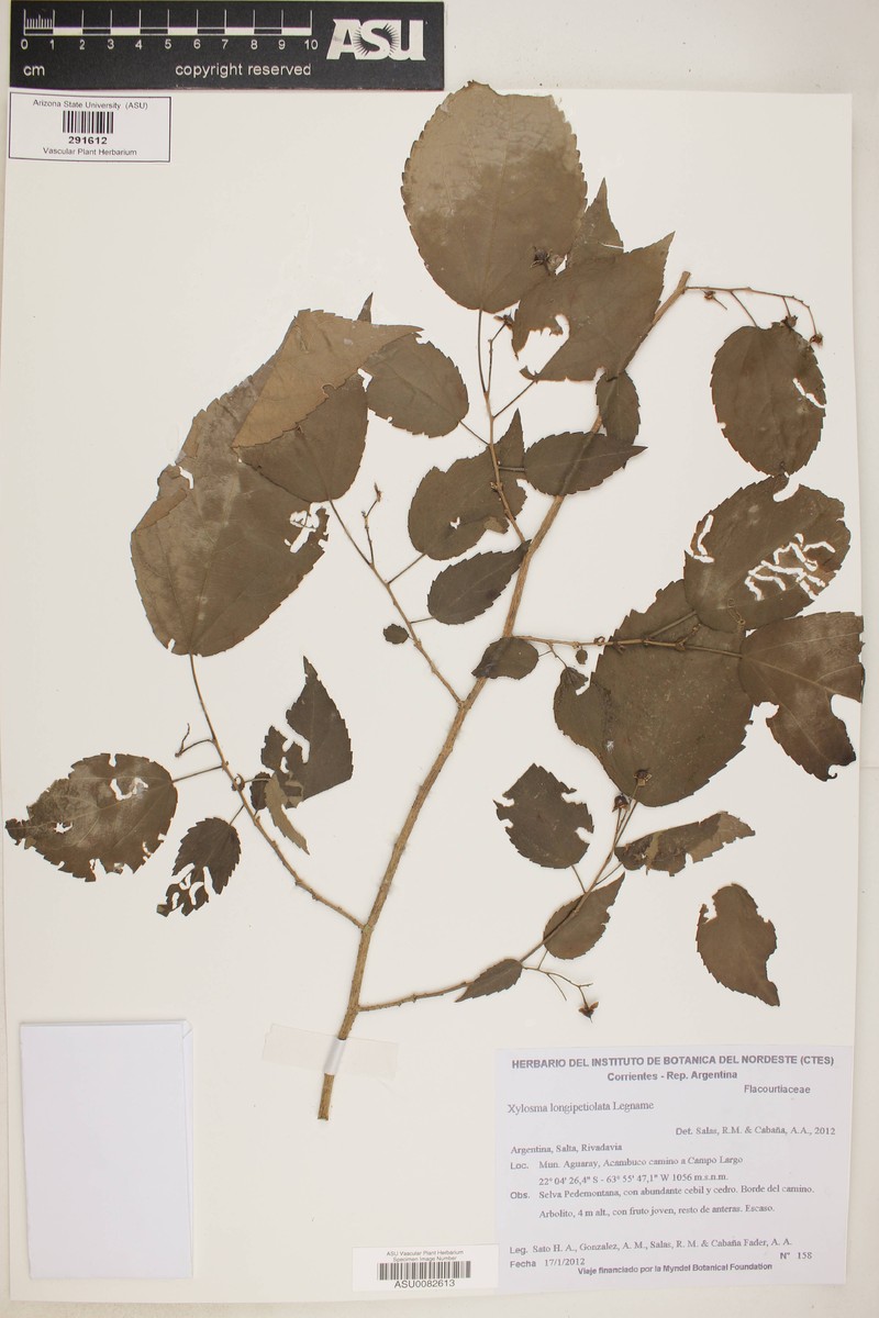 Xylosma longipetiolata