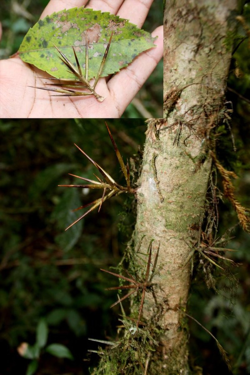 Xylosma longipetiolata photo 2
