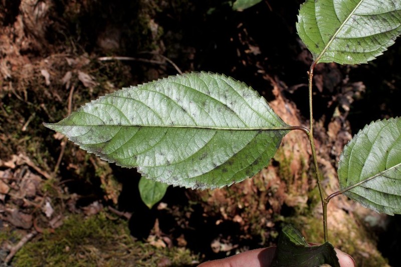 Xylosma longipetiolata photo 3