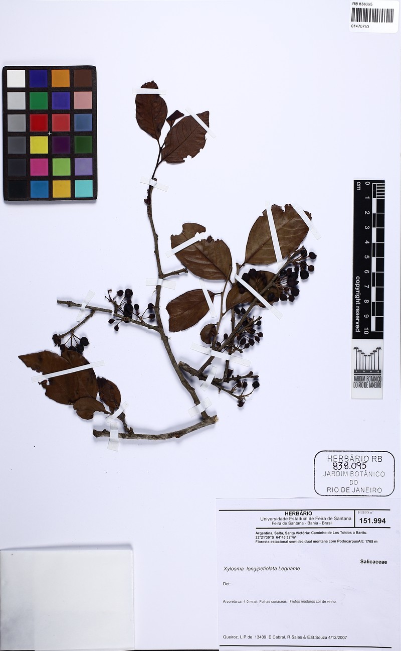 Xylosma longipetiolata photo 4