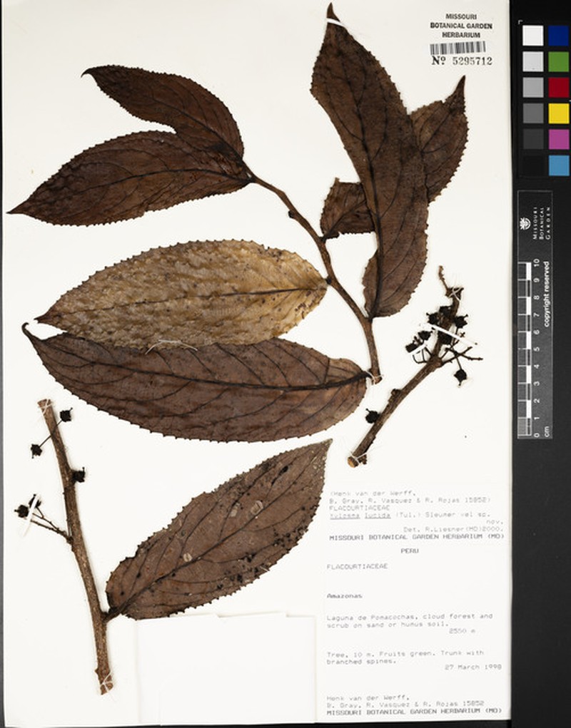 Xylosma lucida