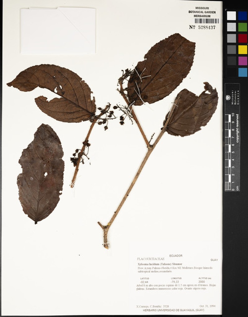 Xylosma lucida photo 2