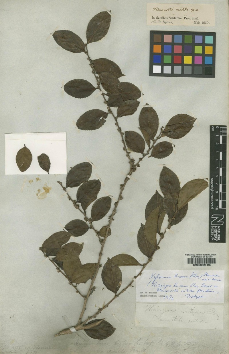Xylosma lucida photo 3