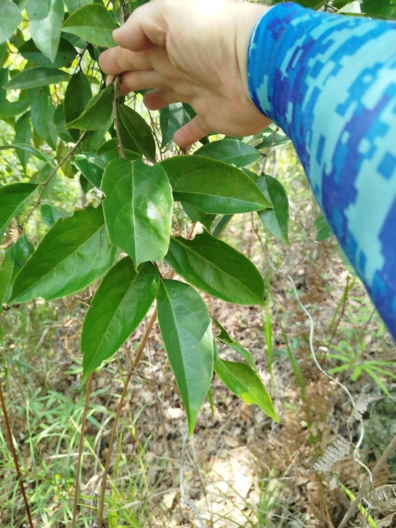 Xylosma luzonensis photo 2